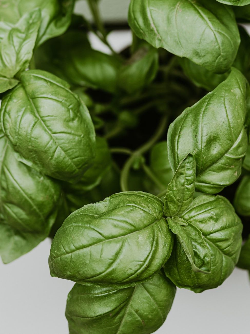 basil bed, herb garden, basil flavor, plant care, monoculture benefits, soil quality, leaf aroma, garden tips, healthy basil, flavor boost