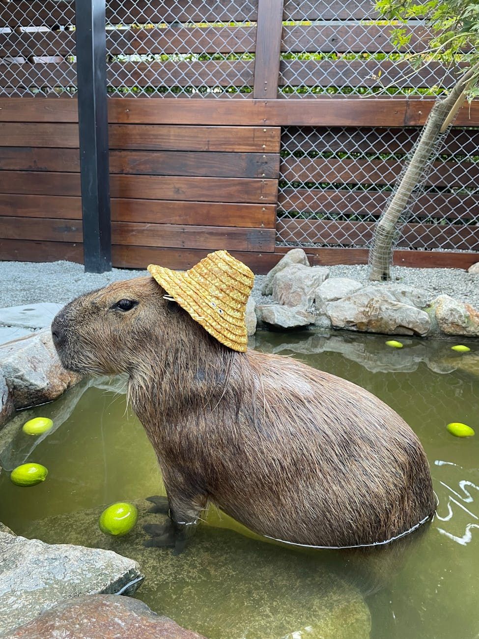 capibara, internetfavoriet dier, schattige capibara, capibara-memes, virale dieren, exotische huisdieren, socialemediadieren, vriendelijke knaagdieren, dierentrends, capibara levensstijl