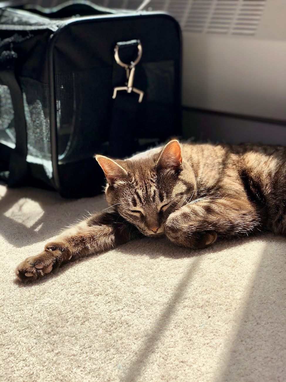 transportín de gato, jaula de viaje para gato, caja de transporte para mascotas, transportín de gatos cómodo, transportín de gatos aprobado por aerolíneas, transportín para gatos de tela, transportín para gatos rígido, consejos de viaje seguro con gatos, consejos de viaje con gatos, transportín de gato portátil