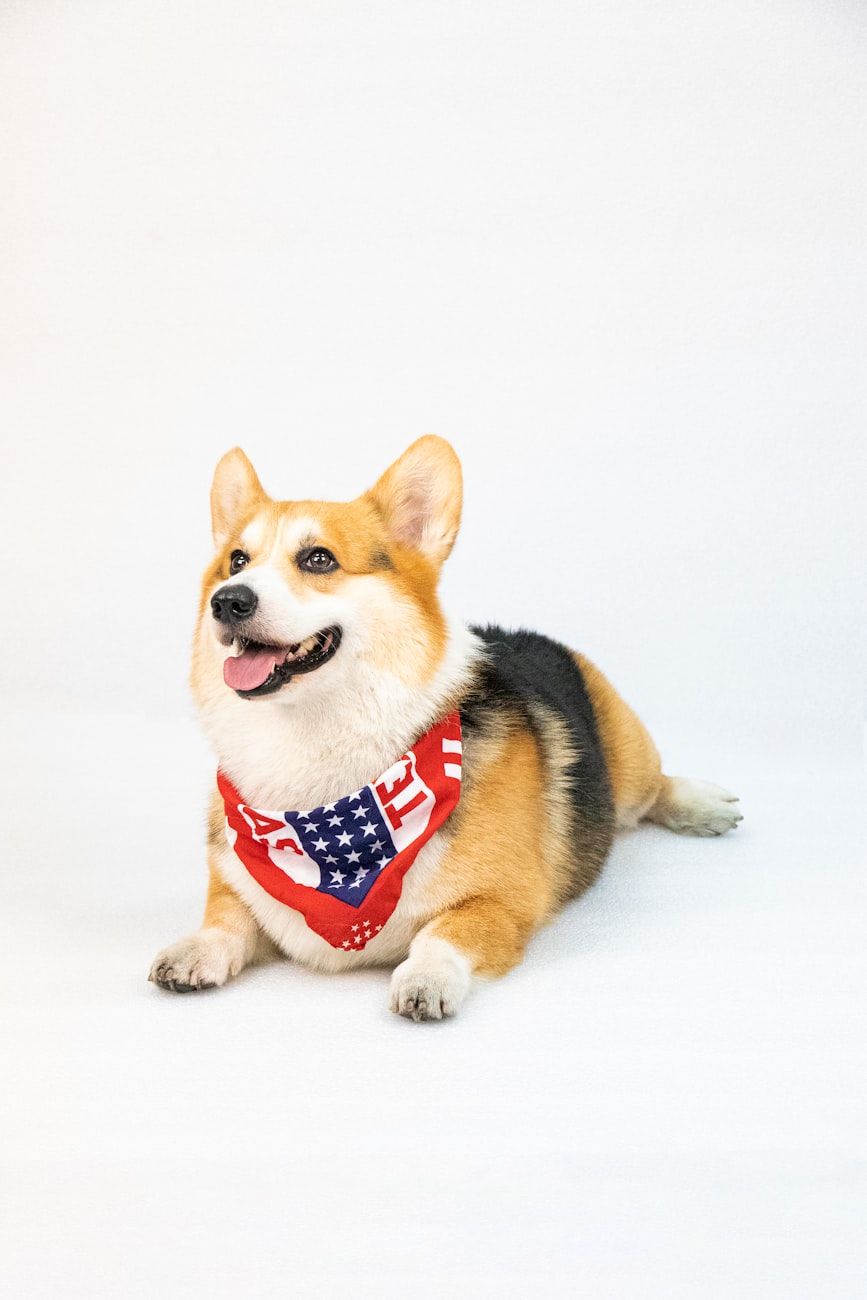 corgier, hunderaser, følgehunder, dyreelskere, søte hunder, gjeterhunder, lojale kjæledyr, corgi personlighet, familiehunder, populære hunderaser
