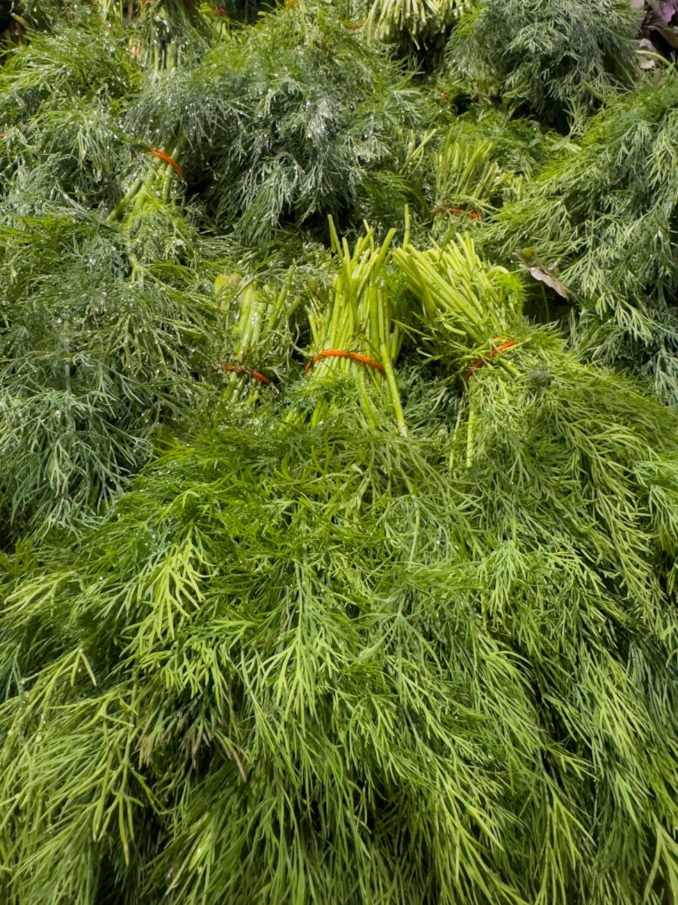 dild dyrkningstips, persilleplejeguide, hvordan man dyrker urter om sommeren, frodig dild persillehave, krydderurtdyrkning for begyndere, dyrkning af persille udendørs, dildplantning og vedligeholdelse, tætte grønne urtetips, sommerkrudtpasningsrutine, køkkenurtedyrkning