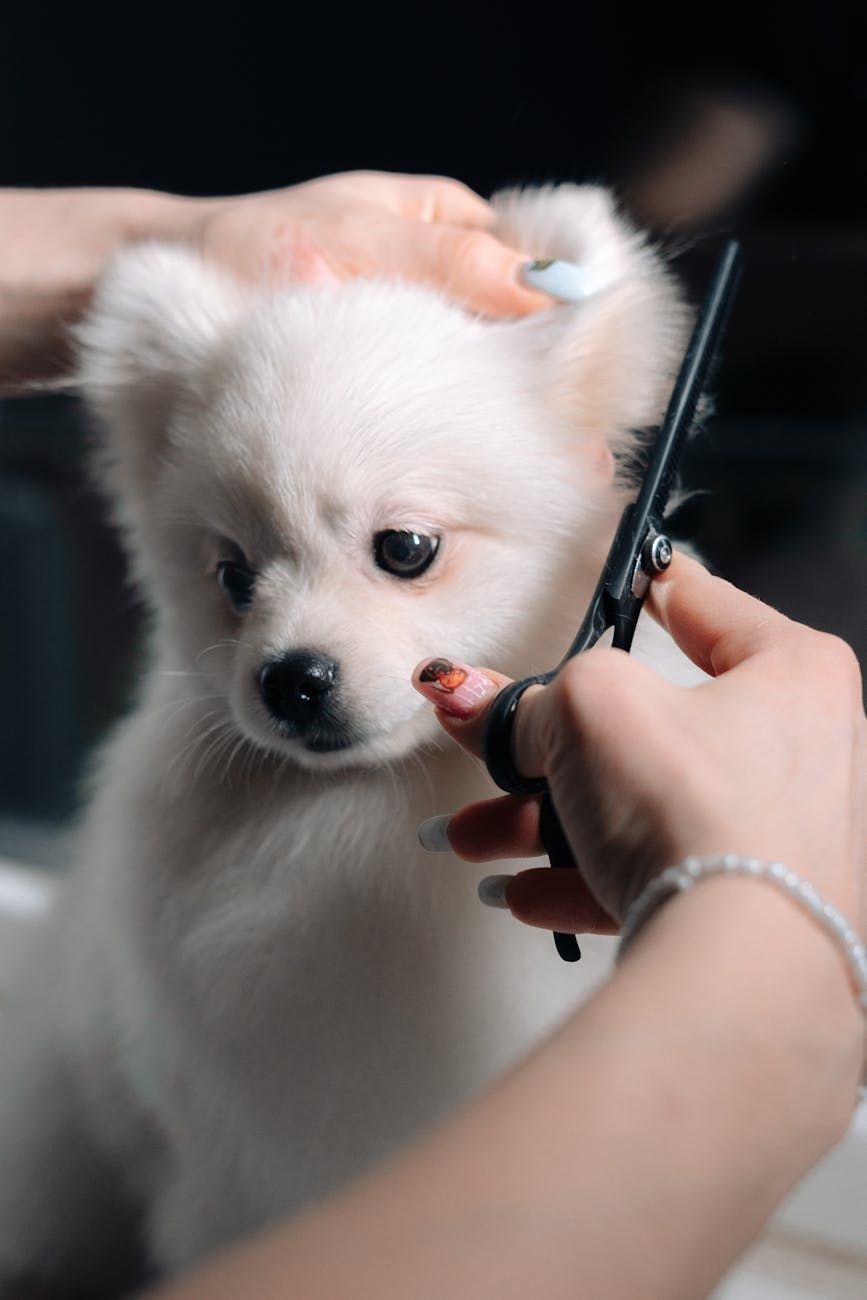 Zwergspitz Haarschnitt, Groomer-Tipps, erster Haarschnitt, Zwergspitz Pflege, Zwergspitz-Frisur, Haustierpflege, Igel-Look vermeiden, angemessener Haarschnitt, Zwergspitz-Fell, Haustierpflege