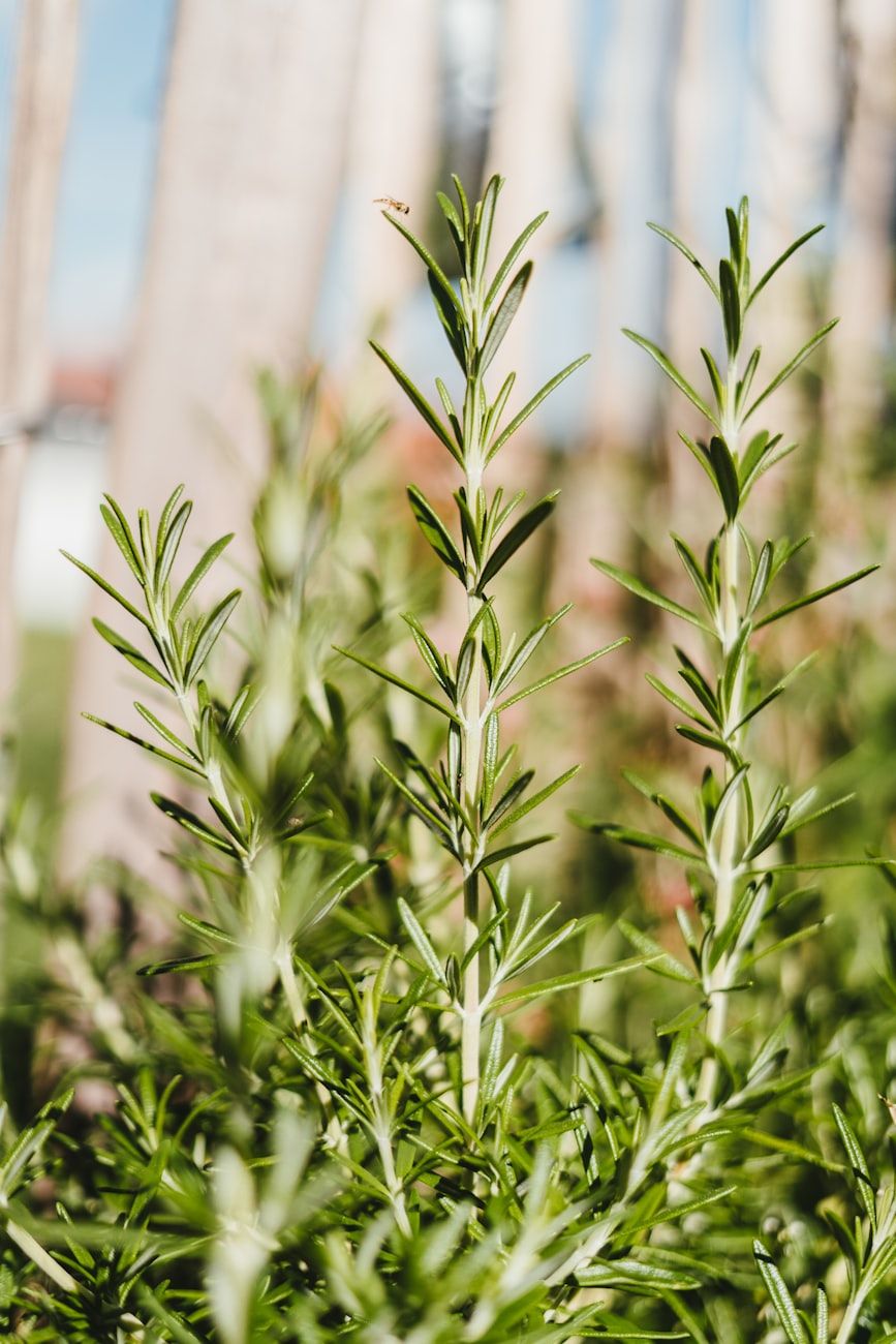 tuoksuva puutarha, luonnollinen aromaterapia, aromikasvit, rentouttavat yrtit, eteeriset öljyt, laventelipuutarha, rauhoittavat kasvit, puutarhaterapia, tuoksuvat kukat, stressinlievitys
