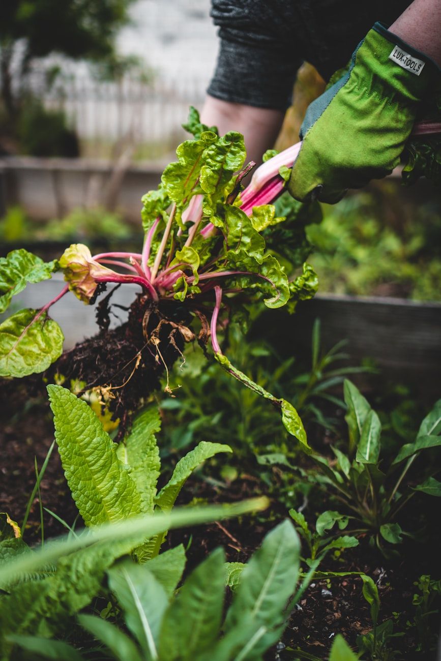 planification du jardin, jardin productif, jardinage biologique, conseils de jardinage potager, guide de plantation saisonnière, idées de conception de jardin, préparation du sol, jardinage en arrière-cour, jardinage durable, légumes du jardin