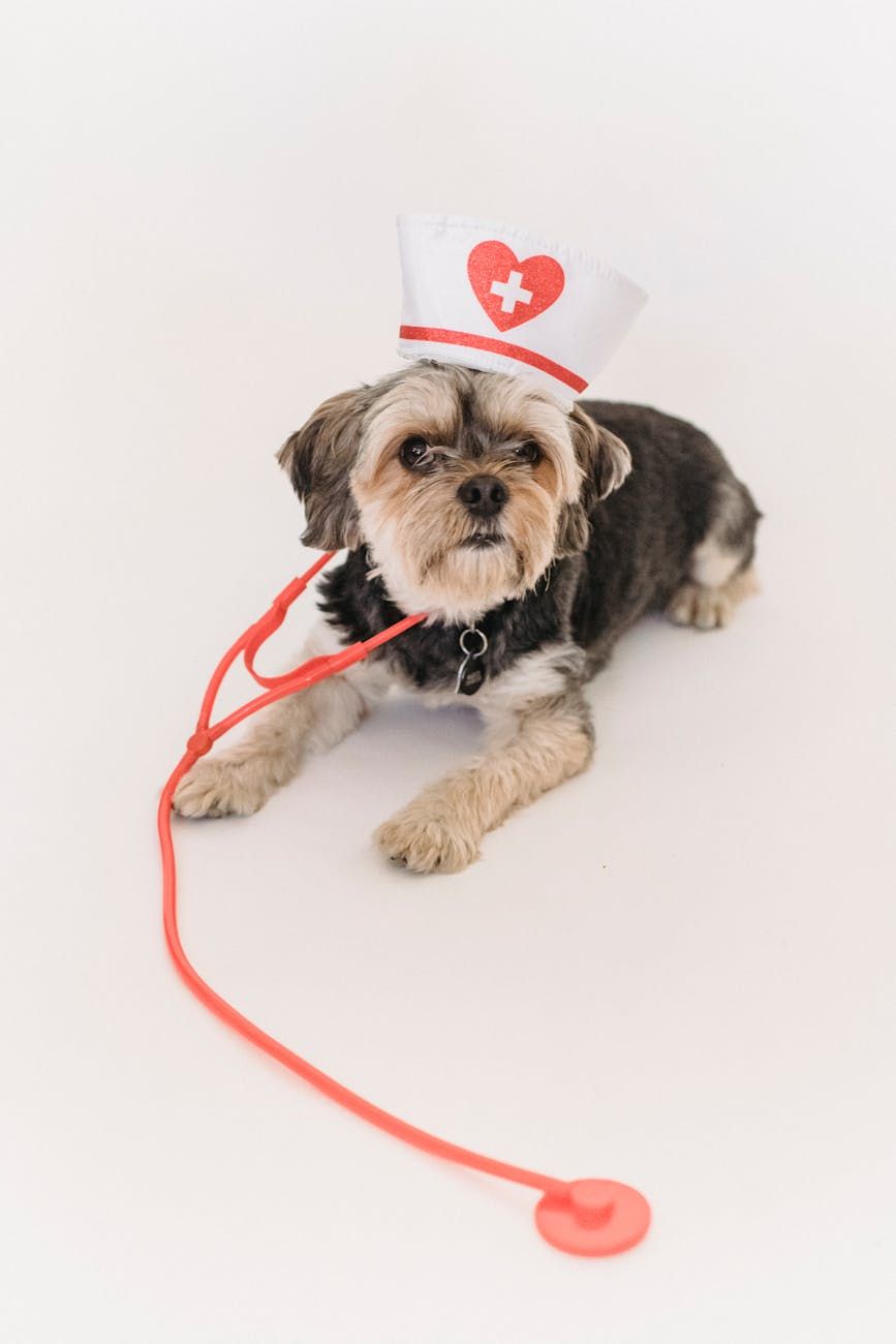cuidado de animais de estimação, felicidade dos animais de estimação, cuidado de animais, segredos de felicidade, saúde de animais de estimação, dicas de cuidado, animais de estimação, cuidados com cães, alimentação adequada, conselhos veterinários