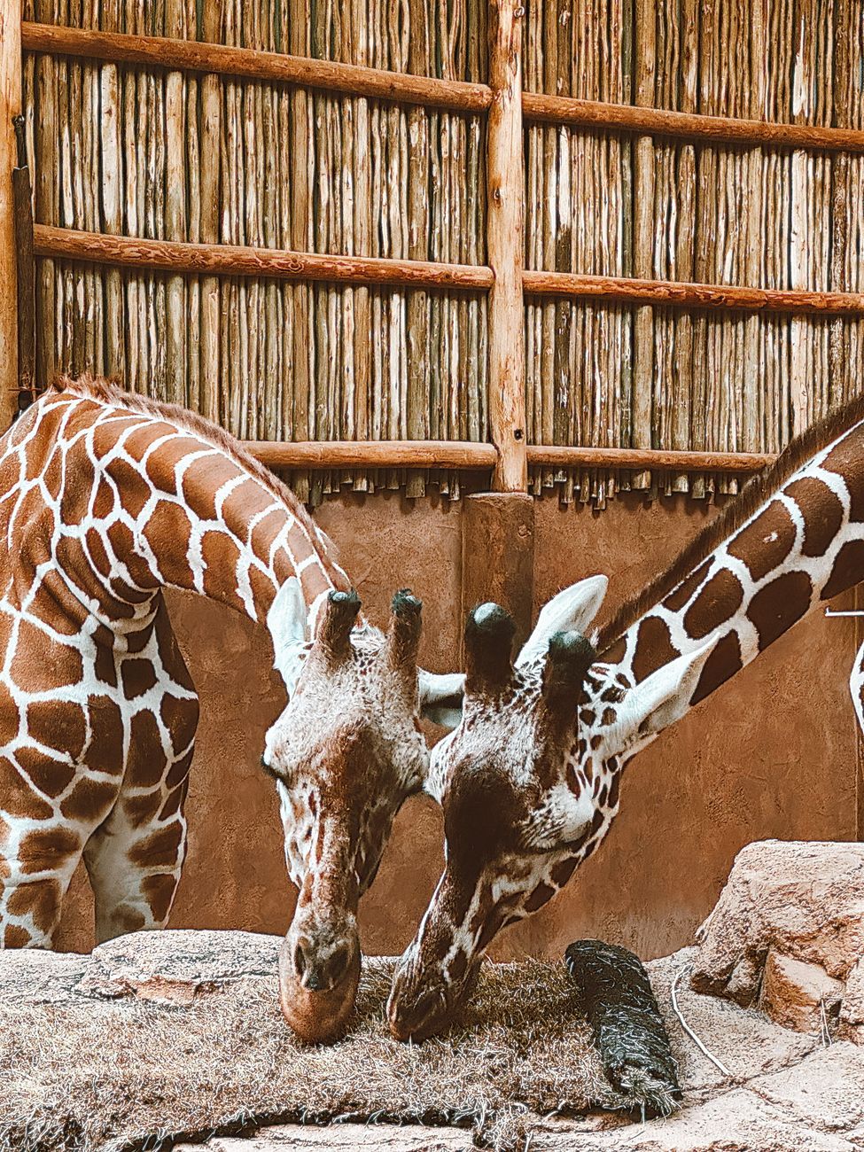 giraff som dricker vatten, hur giraffer dricker, giraffens anatomi, lång hals, giraffben, afrikansk vildmark, djurs anpassningar, giraffbeteende, drickande postur, fakta om vildliv