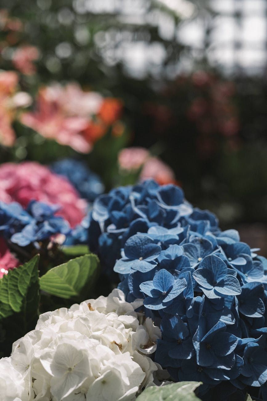 hydrangea pleje, dyrkning af hortensia, frodige blomster, hortensia tips, haveblomster, beskæring af hortensia, hortensia vanding, jord til hortensia, gødskning af hortensia, blomsterhave.