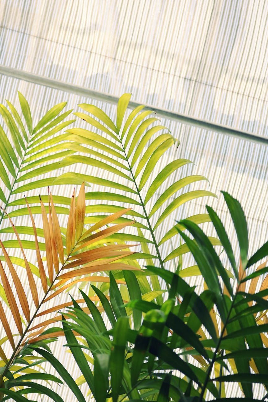 drought-tolerant plants, plant selection, garden, drought resistance, plant care, garden plants, resilient varieties, water conservation, climate conditions, gardening tips