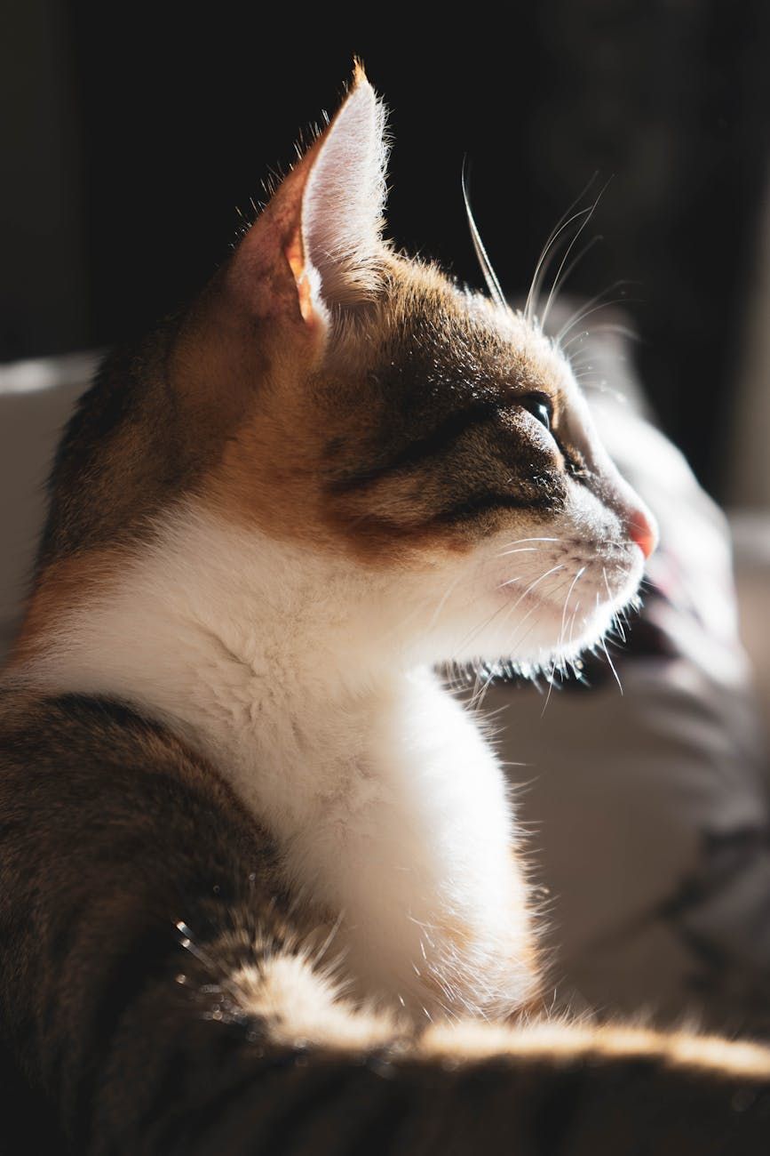 Nutrición felina, dieta equilibrada, comida comercial para gatos, ingredientes de la comida para gatos, dieta específica según la edad, necesidades dietéticas especiales, horario de alimentación, control de las porciones, comida casera para gatos, hidratación.