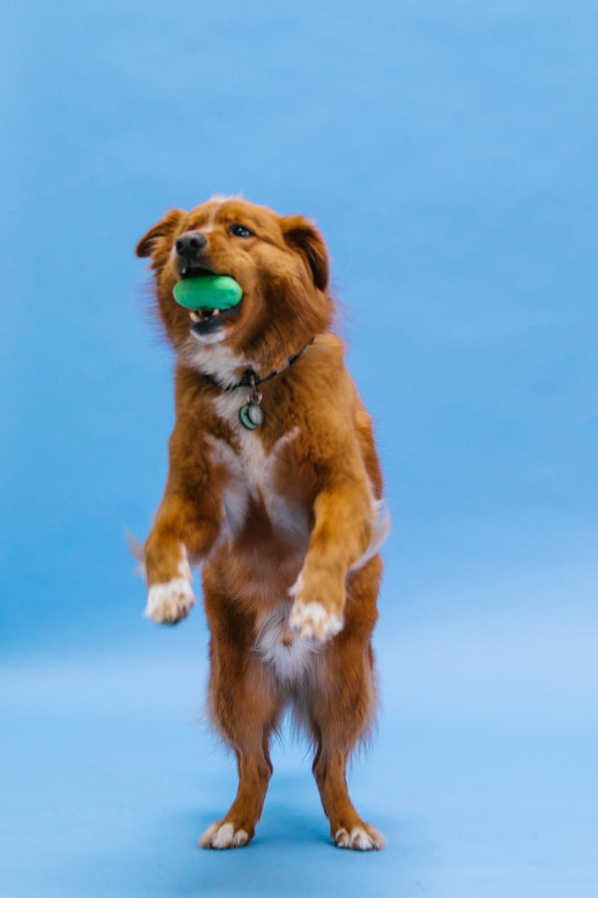 Hundehalsband, Schockhalsband, Stachelhalsband, Martingale-Halsband, Ultraschallhalsband, Hundetraining, Verhalten des Haustiers, Leinentraining, Hundegehorsam, Trainingstools