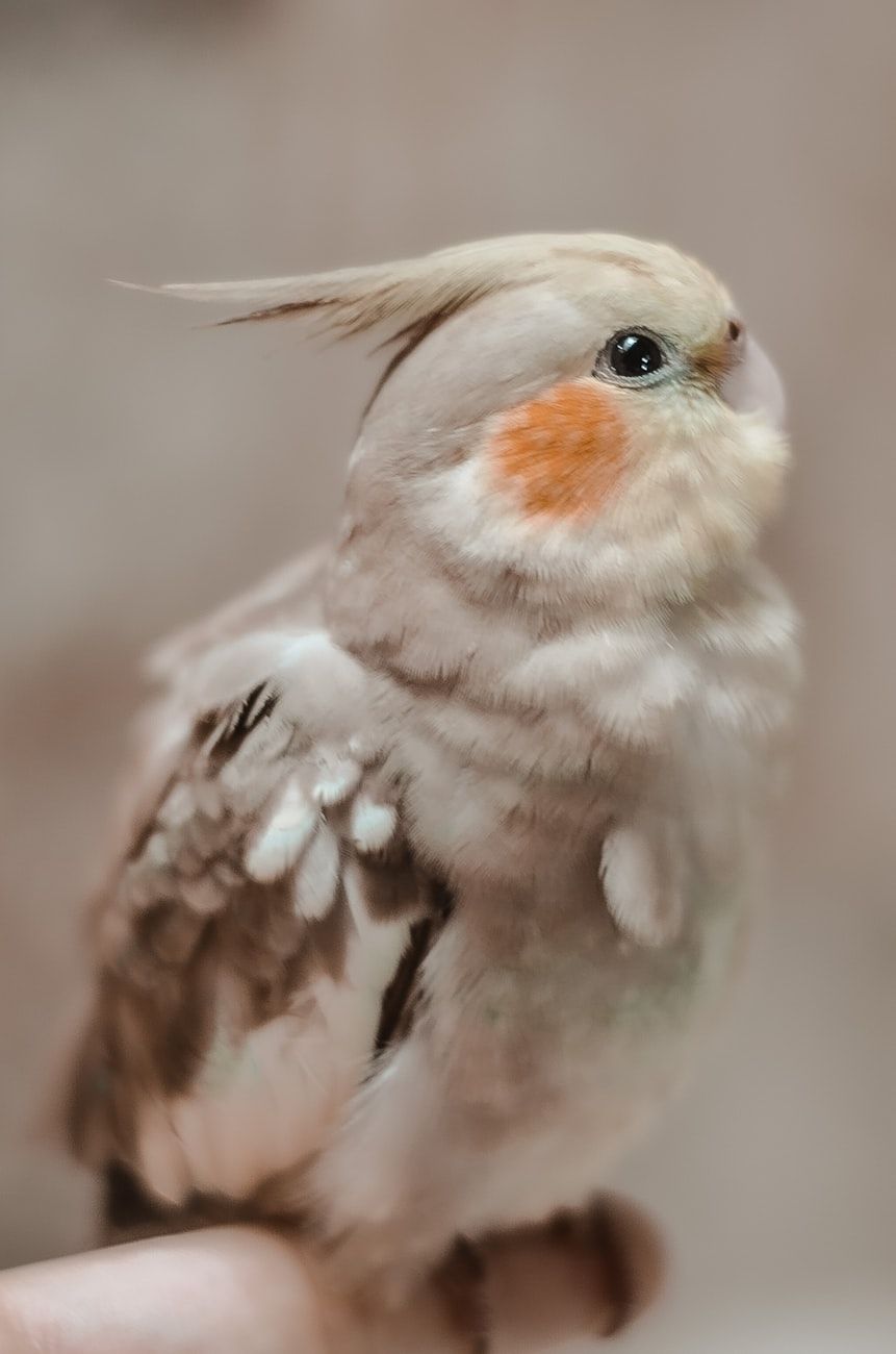 uccelli da compagnia, pappagalli, canarini, uccelli per principianti, cura degli uccelli, scelta di un uccello, allestimento della gabbia, dieta degli uccelli, pappagalli che parlano, piccoli uccelli da compagnia