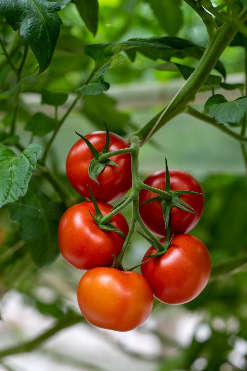 tomates de varanda, cultivo de tomates, tomates de alto rendimento, cuidados com os tomates, segredos de jardinagem, tomates em vasos, luz solar, rega de plantas, adubação de tomates, jardinagem urbana
