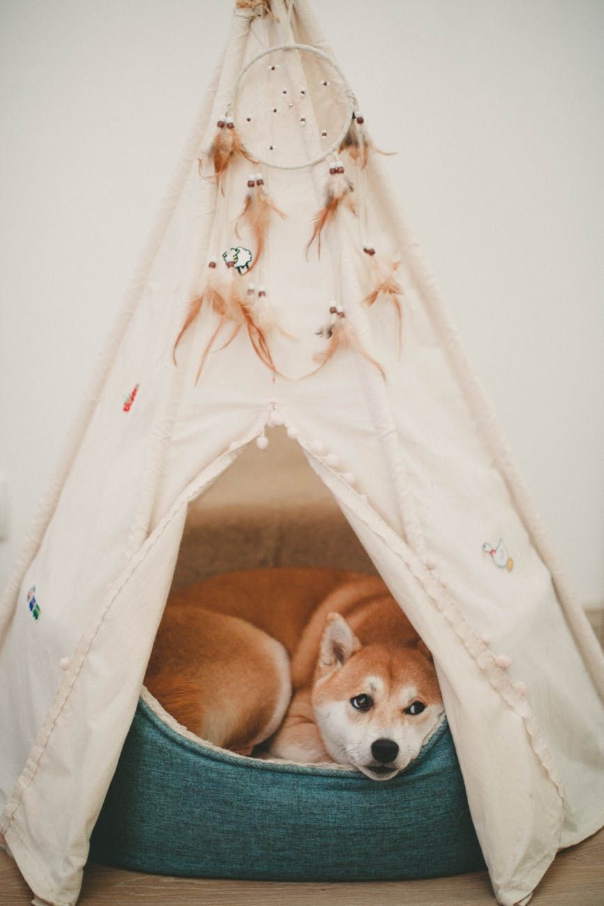 langage corporel du chien, signes que votre chien vous aime, comment les chiens montrent de l'affection, comportement animal de compagnie, communication canine, émotions des chiens, créer un lien avec votre chien, comprendre les chiens, signes de bonheur chez le chien, connexion chien-humain