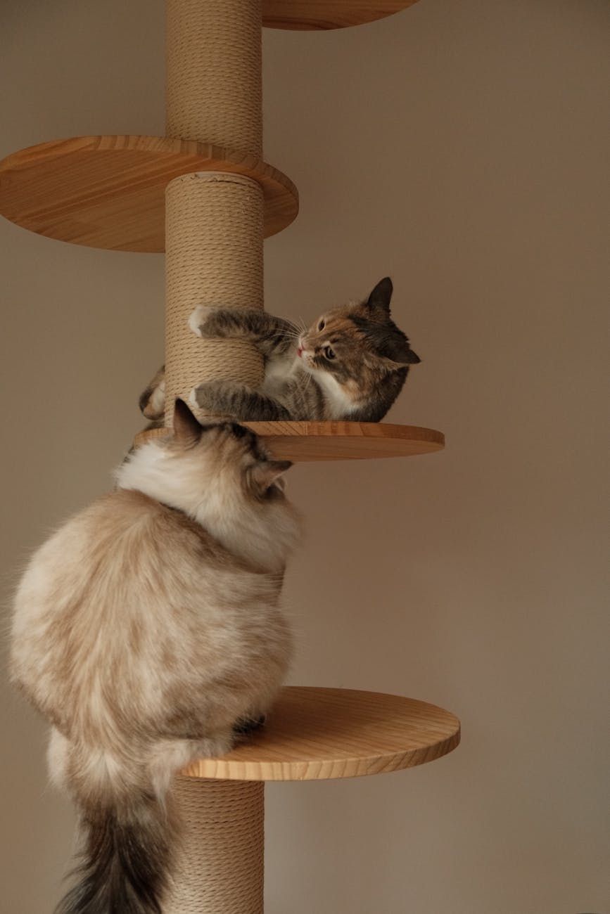 treino de gatos, arranhador, comportamento felino, parar de arranhar móveis, hábitos de gatinhos, reforço positivo, dicas para cuidar de animais, comportamento felino, treino em casa, soluções para arranhar gatos