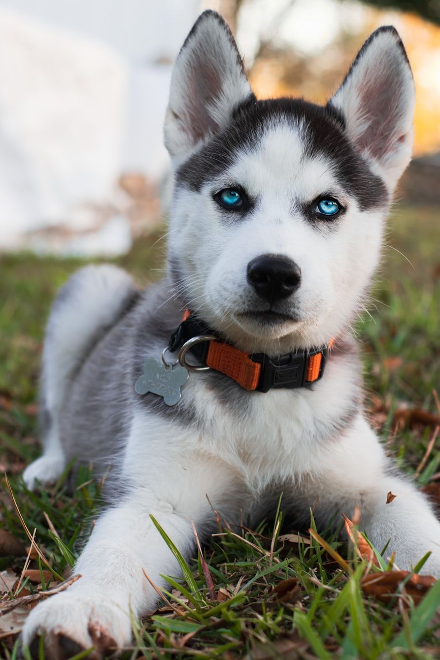 husky w mieście, trzymanie husky'ego, opieka nad husky'm, mitologię husky'ego, husky w mieszkaniu, życie w mieście z husky'm, psy do mieszkań, rasy psów aktywnych, szkolenie husky'ego, fakty o husky'm