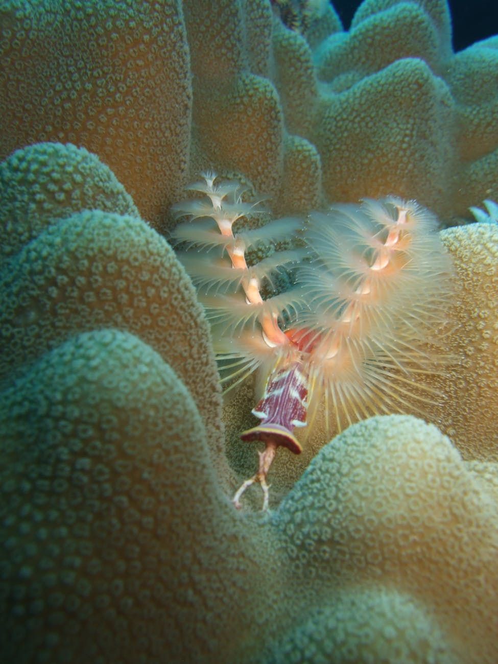 Ozeantiefen, Meeresboden-Kreaturen, Tiefsee-Tiere, Ozean-Geheimnisse, Unterwasserleben, Meeresmonster, biolumineszente Kreaturen, Tiefsee-Exploration, verborgenes Meeresleben, Lebensraum am Meeresboden