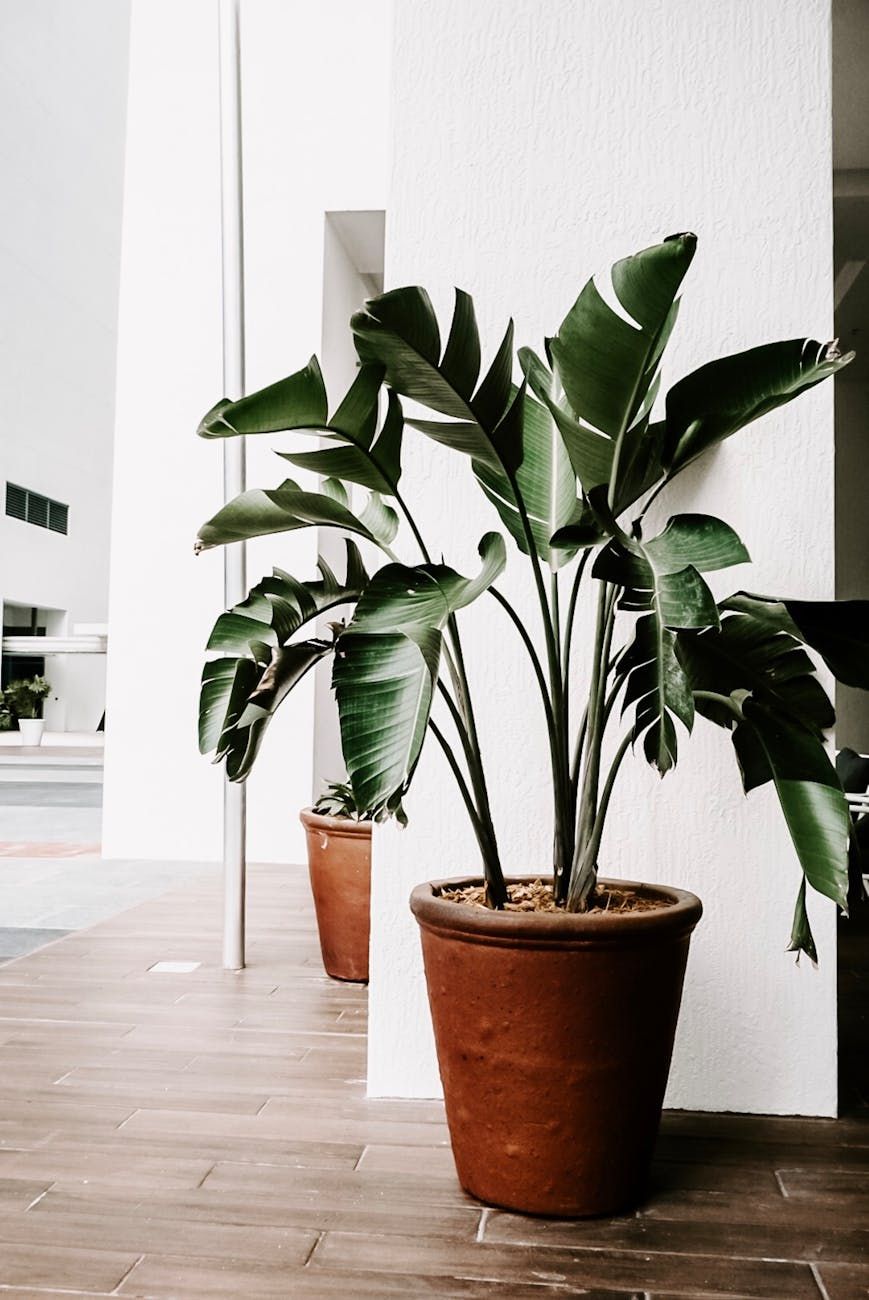 plantas en casa, plantas de interior, decoración verde en casa, ambiente saludable, purificador de aire natural, bienestar en el hogar, alivio del estrés, diseño biocéntrico, vegetación de interior, estilo de vida sostenible