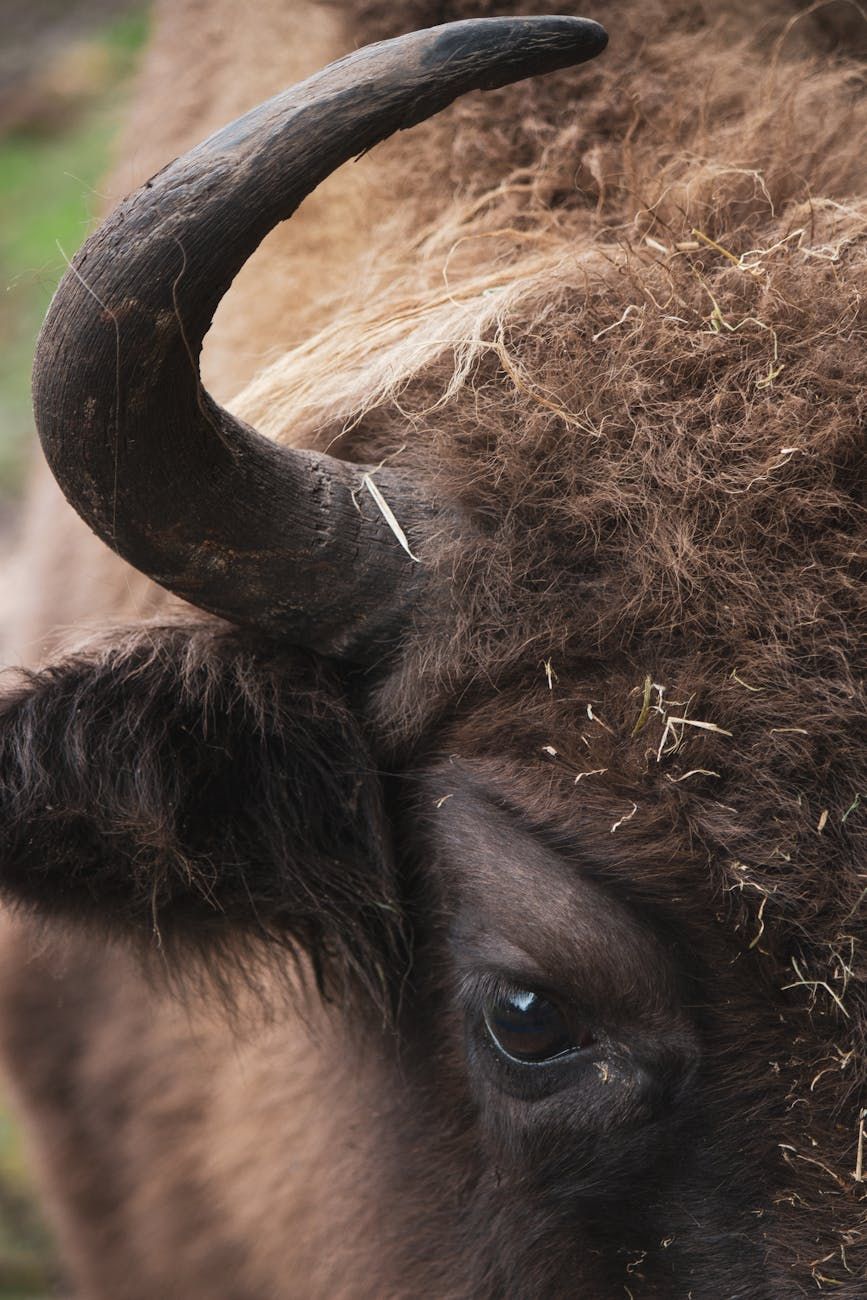zeldzame soorten, bedreigde dieren, natuurbescherming, soorten uitsterven, verlies van biodiversiteit, bedreigde soorten, dierenbescherming, natuurbeschermingsinspanningen, verdwijnend wildlife, red bedreigde soorten