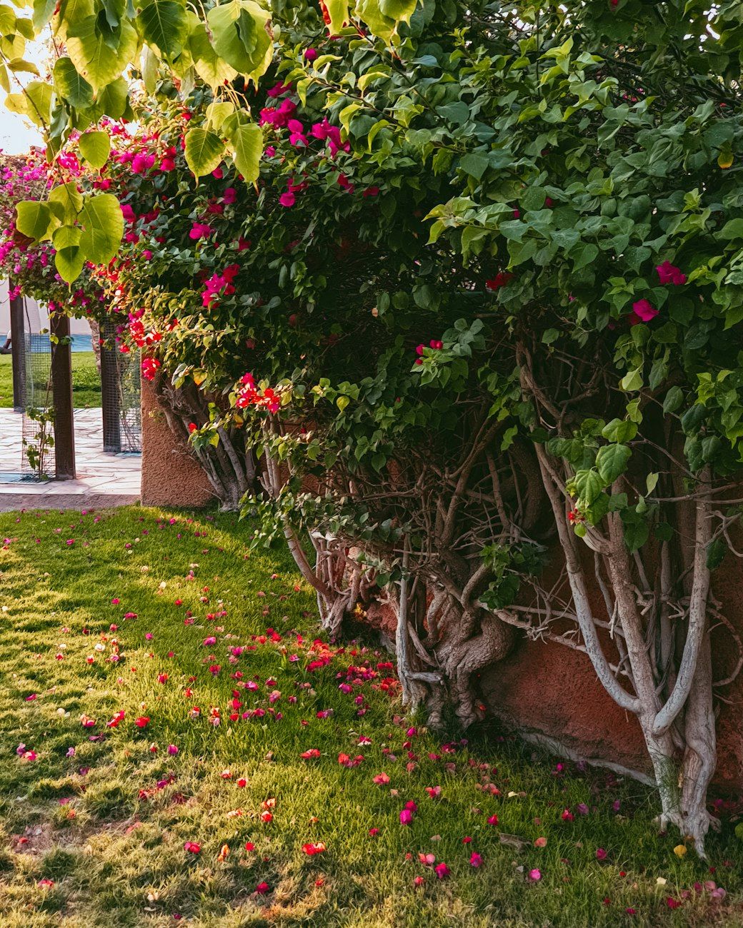 jardinería, jardín perfecto, secretos de jardinería, cuidado de plantas, consejos de jardinería, plantas, consejos de jardinería, trucos de jardinería, cultivo de plantas, planificación de jardines