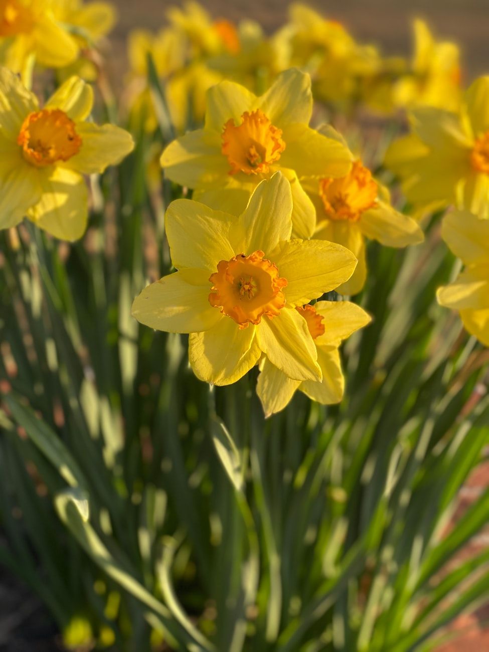 garden, spring, plants, garden secrets, perfect garden, plant selection, greenery, plant care, flowers, gardening tips