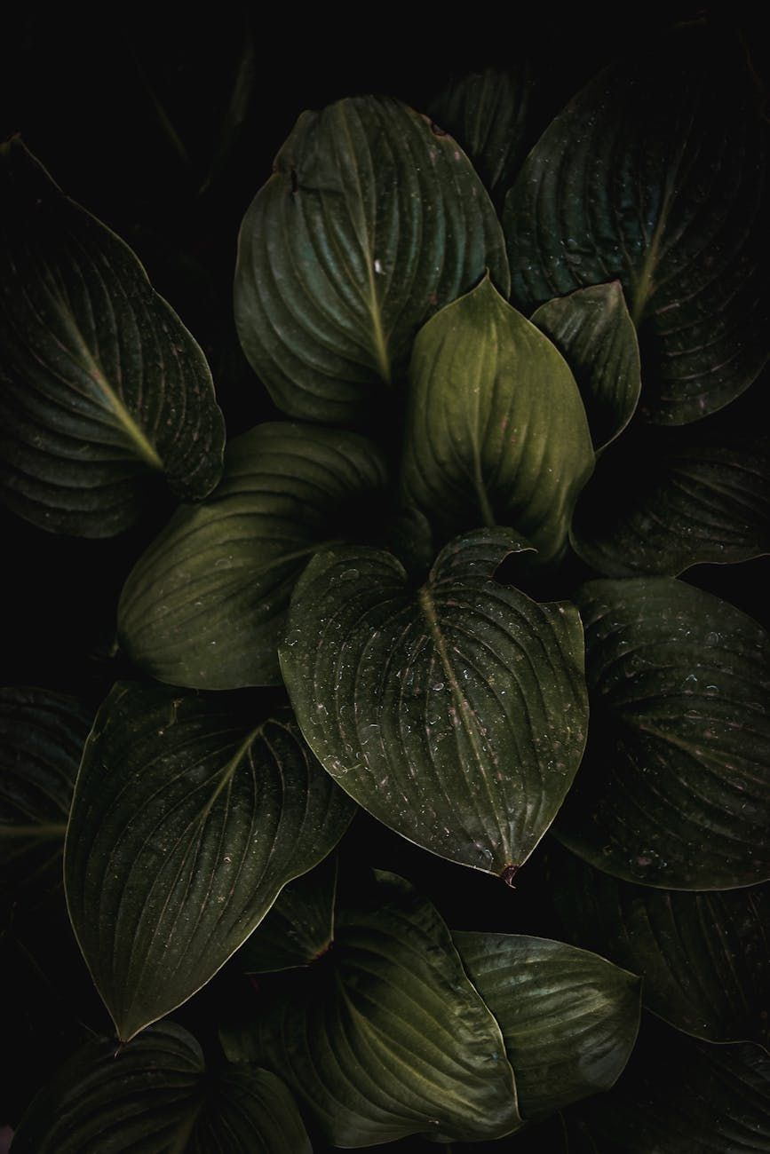 piante del giardino d'ombra, piante per l'ombra, piante tolleranti all'ombra, giardino a luce bassa, idee per giardini d'ombra, migliori piante per l'ombra, giardino senza sole, piante perenni d'ombra, suggerimenti per il giardinaggio all'ombra, piante per aree ombrose