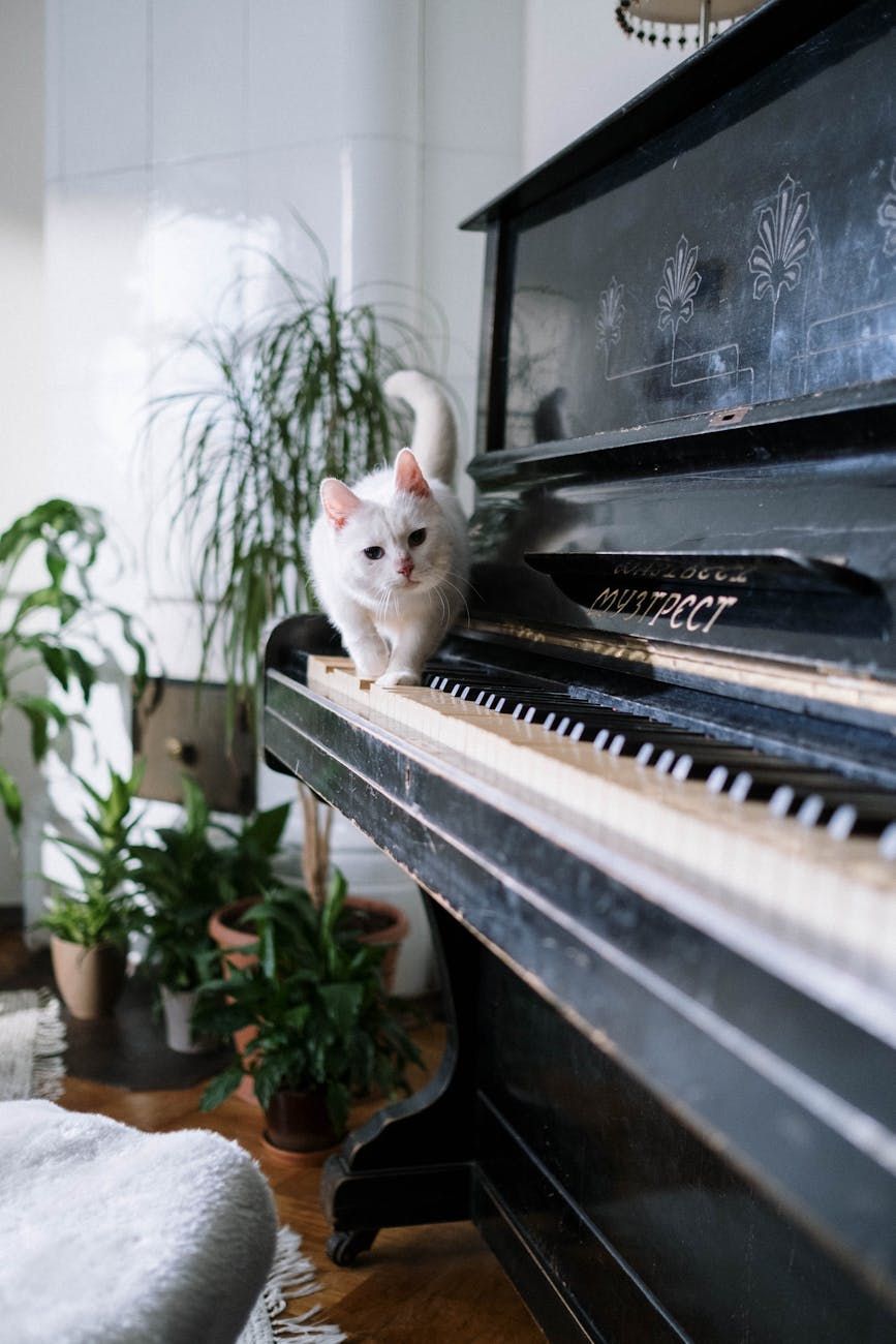 Klavier, Auswahlinstrument, professionelles Klavier, Klavierklang, Klavierakustik, Klavierqualität, Klavierspezifikationen, musikalische Ausbildung, Klavierinvestition, Klavierwartung