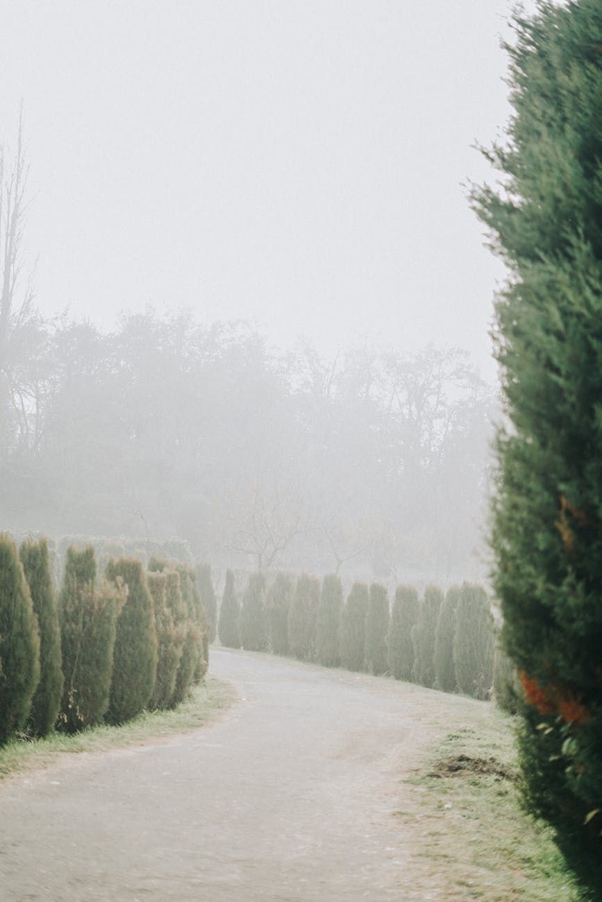 thuja hedge, evergreen fence, privacy hedge plants, fast growing hedge, thuja planting tips, garden privacy screen, hedge care guide, green fence ideas, landscaping with thuja, dense hedge solutions