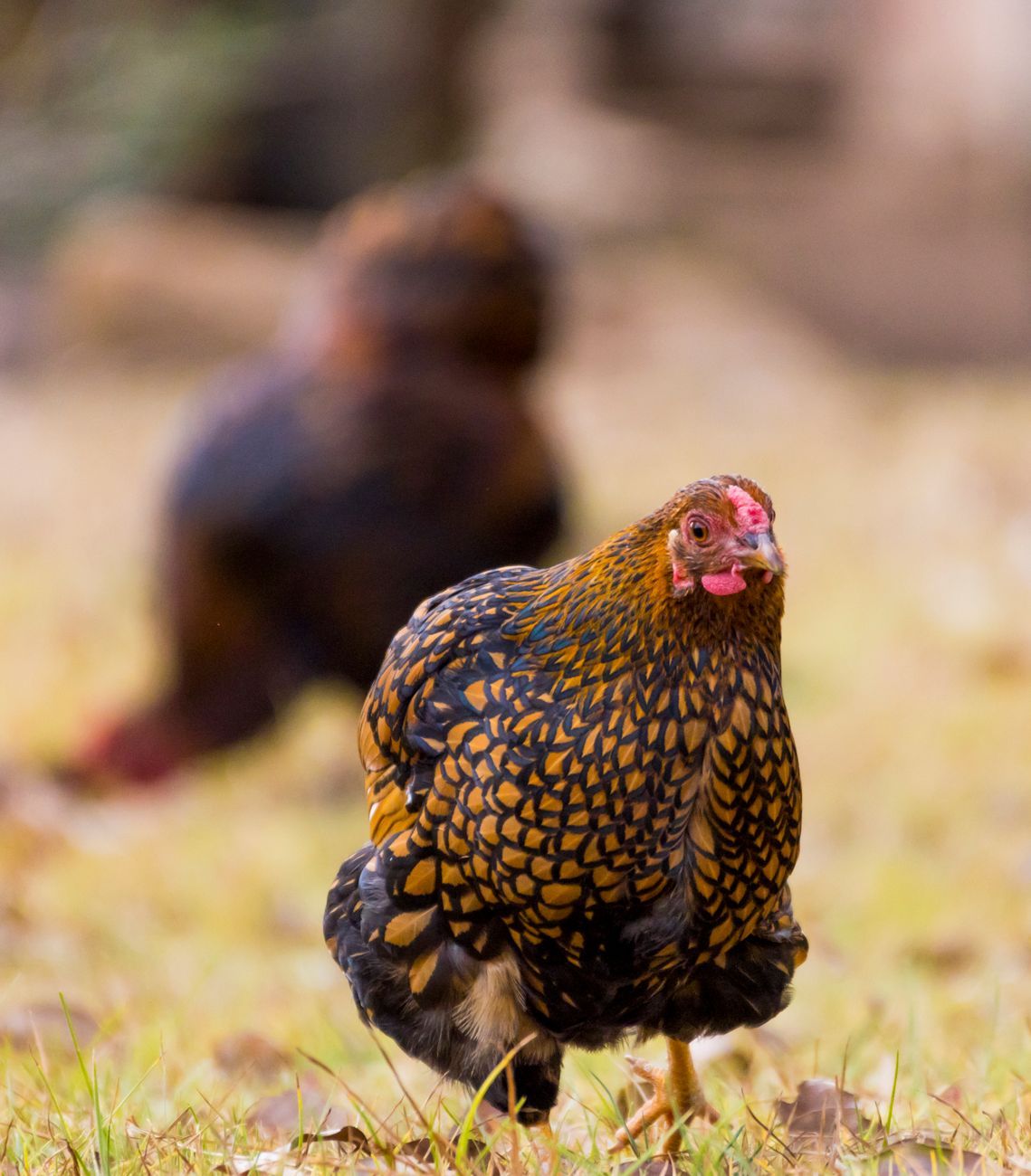 races de poulet inhabituelles, poulets de conte de fées, poulet Soie, race de poulet polonais, poulet Frizzle, volaille exotique, poulets de jardin rares, races de poulets ornementaux, oiseaux de ferme uniques, races de poulets fantaisistes