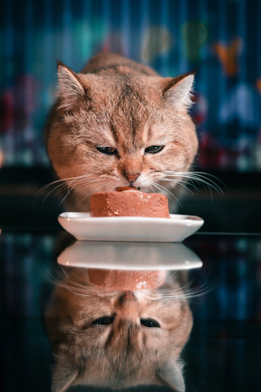 erreurs alimentaires pour les chats, que donner à manger à un chat, bases de la nutrition féline, nourrir les chats правильно, aliments nocifs pour les chats, conseils en matière de régime alimentaire pour chat, nourriture pour chat saine, calendrier d'alimentation pour les chats, erreurs courantes en matière d'alimentation des chats, guide alimentaire pour chat