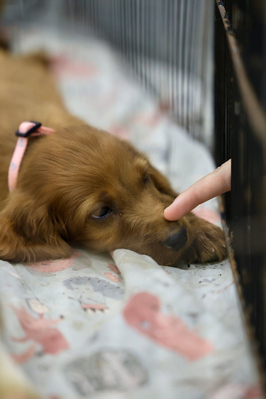 tierheim vs züchter, haustier adoptieren, haustier kaufen, adoptieren aus dem tierheim, seriöser züchter, wo man ein haustier bekommt, haustiere adoptieren vs kaufen, hundeadoption, katzenadoption, tipps zur haustierhaltung