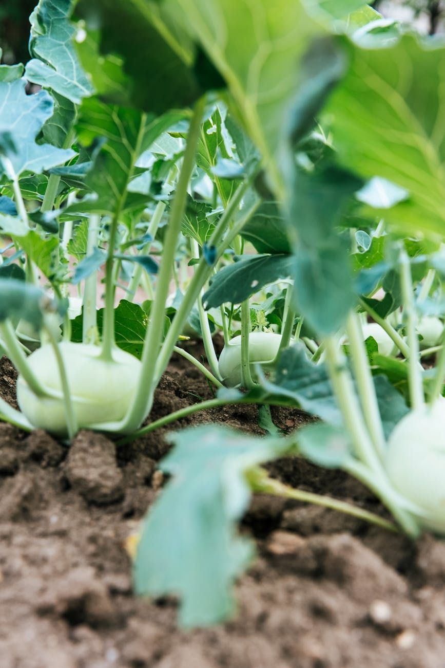 Gemüsegarten, Gartenbeginn, Anfänger-Tipps, Gemüse anbauen, Anfängerfehler, Pflanzenauswahl, Bodenvorbereitung, Bio-Gartenbau, Pflanzenpflege, erfolgreicher Garten